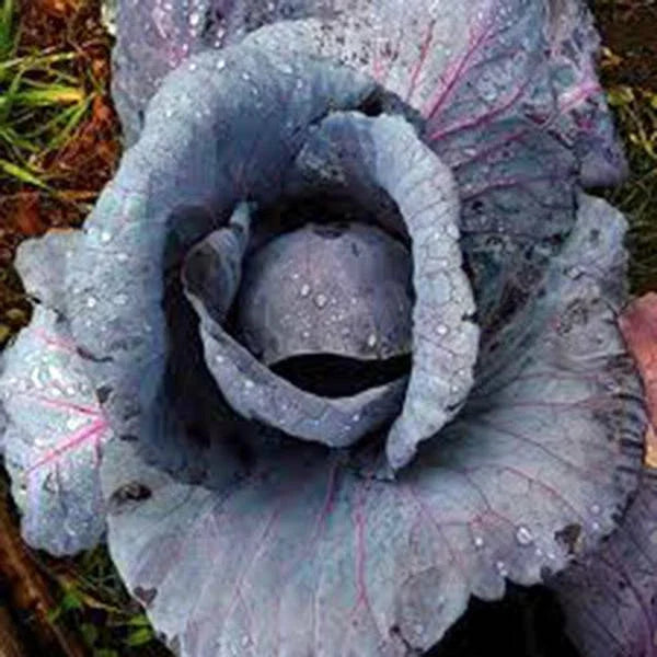 Red Acre Cabbage Seeds, Heirloom Non-GMO, 100 Seeds, Brassica oleracea var. capitata
