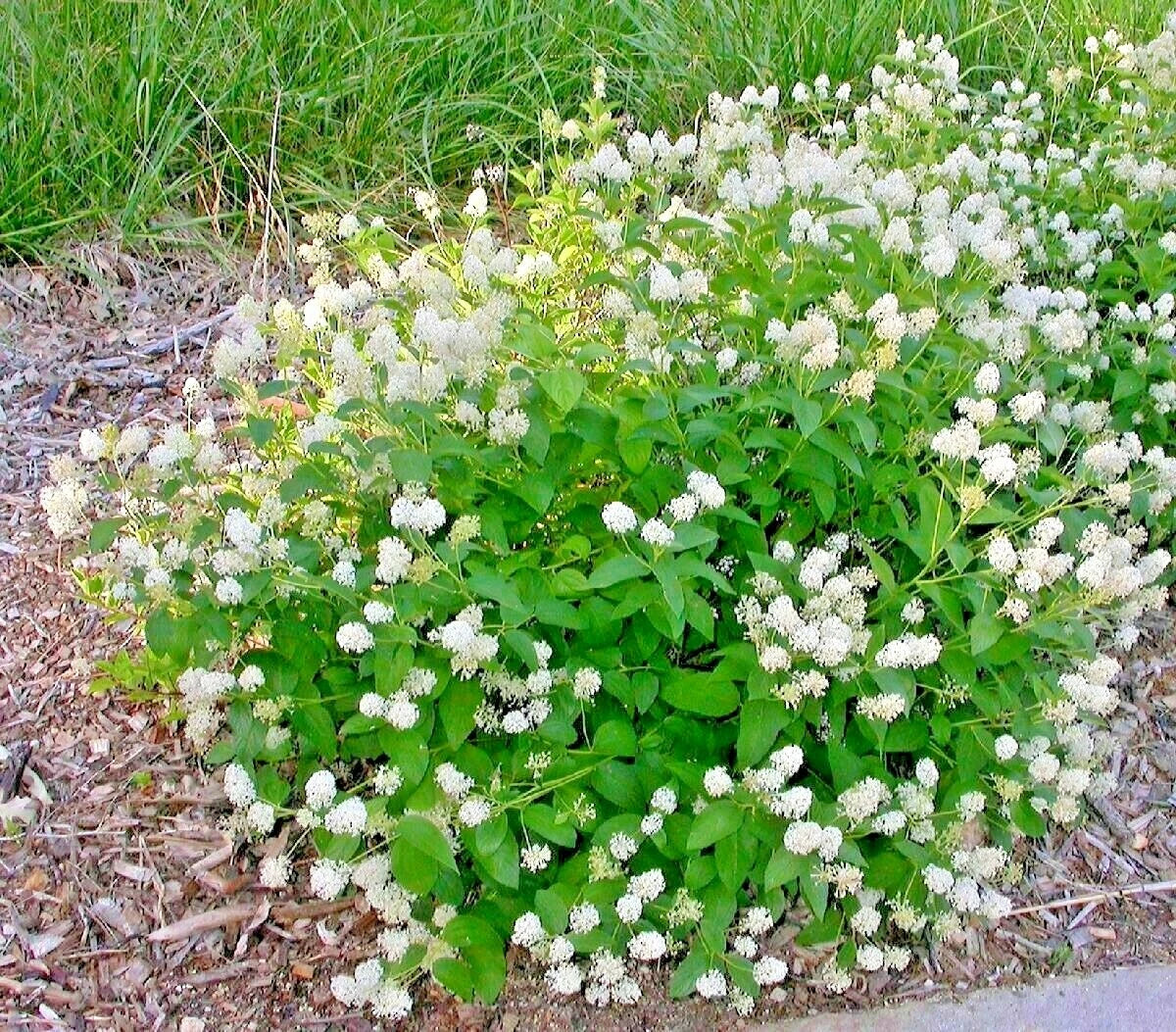 New Jersey Tea Herb Seeds - 26+ Native Wildflower Shrub for Shade Garden & Container - Ceanothus americanus
