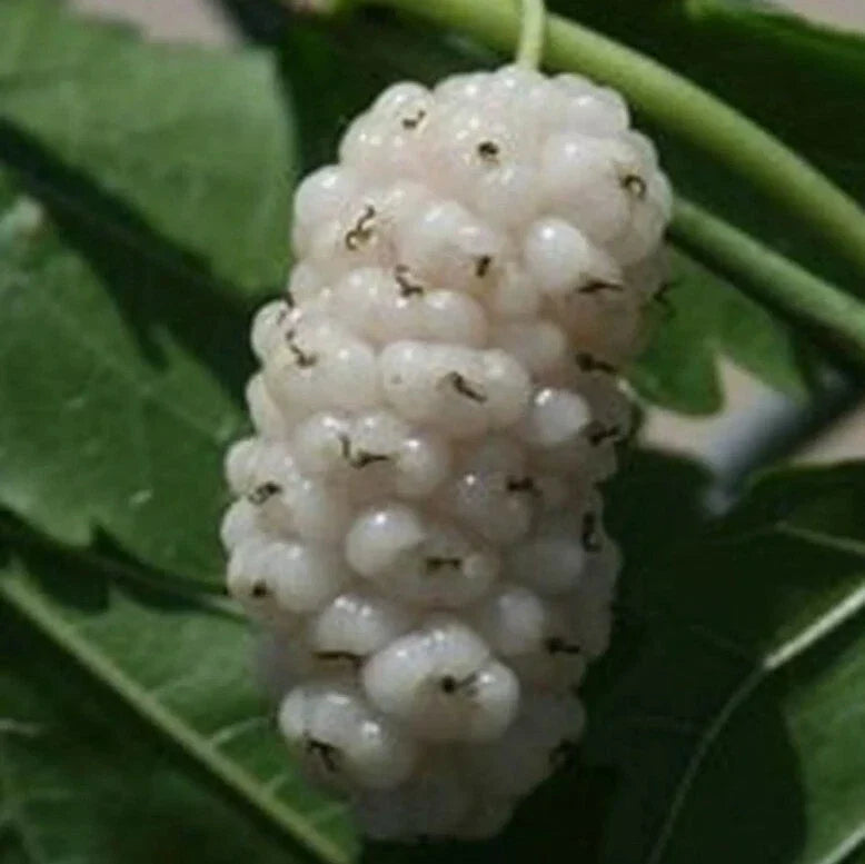White Mulberry Cuttings 6-8" Organic Morus alba Cold Hardy Tree - 10X Delicious Fruit Production