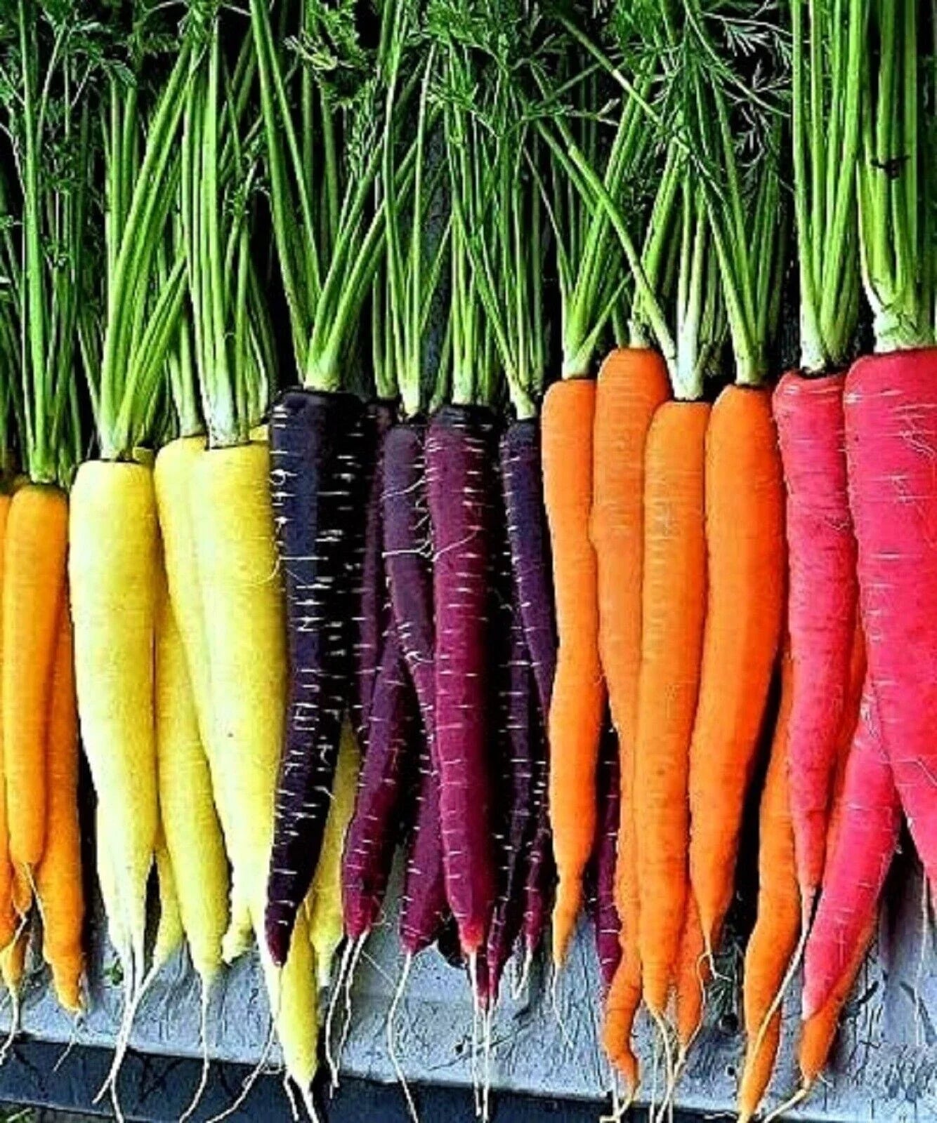 Rainbow Carrot Blend Seeds - 1000+ Non-GMO Heirloom Organic - Fresh Vegetable Seeds for Home Gardening