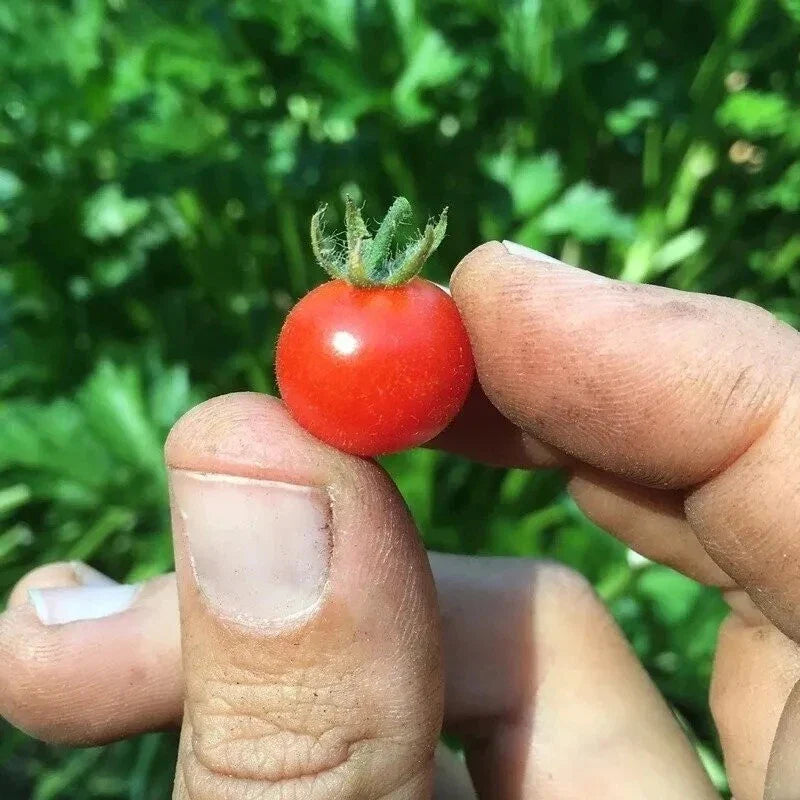 Red Currant Tomato Seeds - 10+ Heirloom Organic Non-GMO Seeds - Solanum lycopersicum