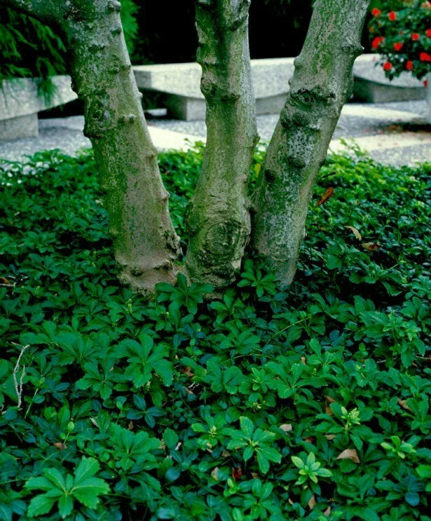 Pachysandra Procumbens Ground Cover - 5 Winter Hardy Rooted Cuttings - Native Evergreen Plant