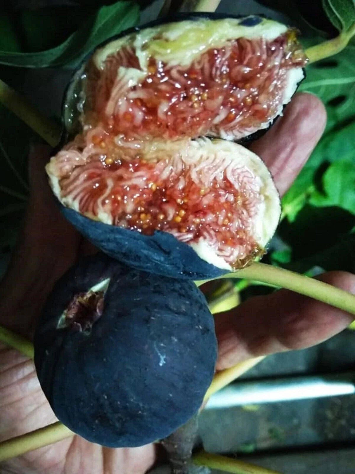 Black Madeira Fig Cutting - 1P Unrooted Plant - Ficus carica 'Black Madeira'