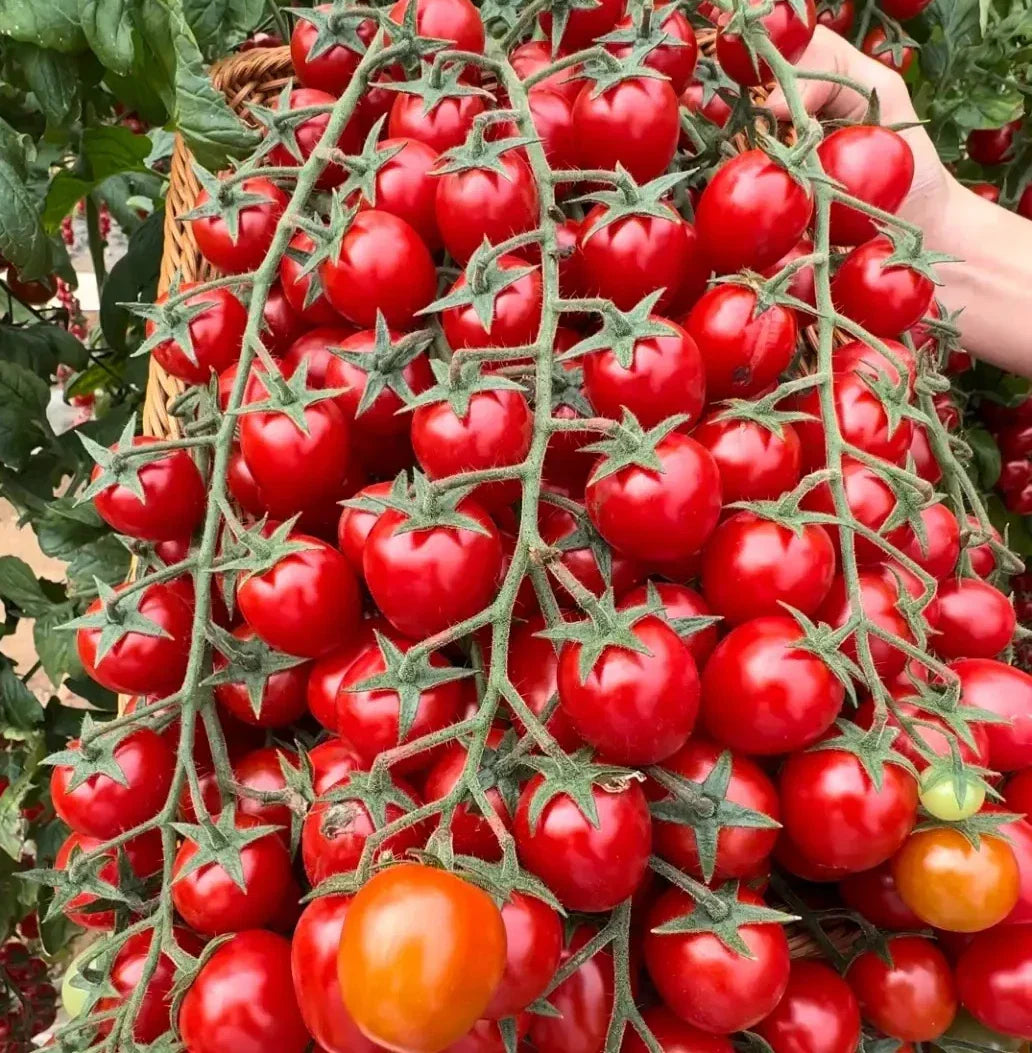 Waterfall Tomato Seeds - 10 Heirloom, Organic, Sweet, High Yield - Rare Variety - Solanum lycopersicum
