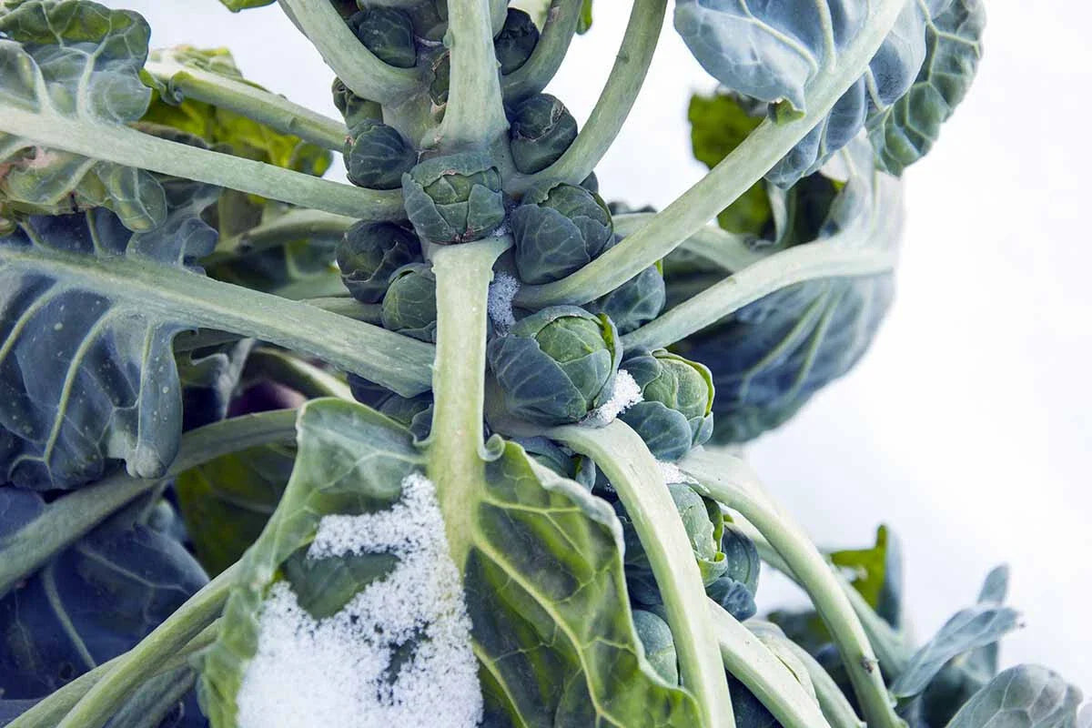 Hestia Brussels Sprouts Seeds - 500+ Count - Garden Planting - Brassica oleracea