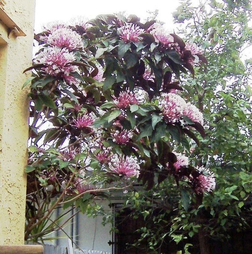 Shooting Star Starter Plant - Clerodendrum Quadriloculare Starburst - Live Plant in Pot - Unique Houseplant