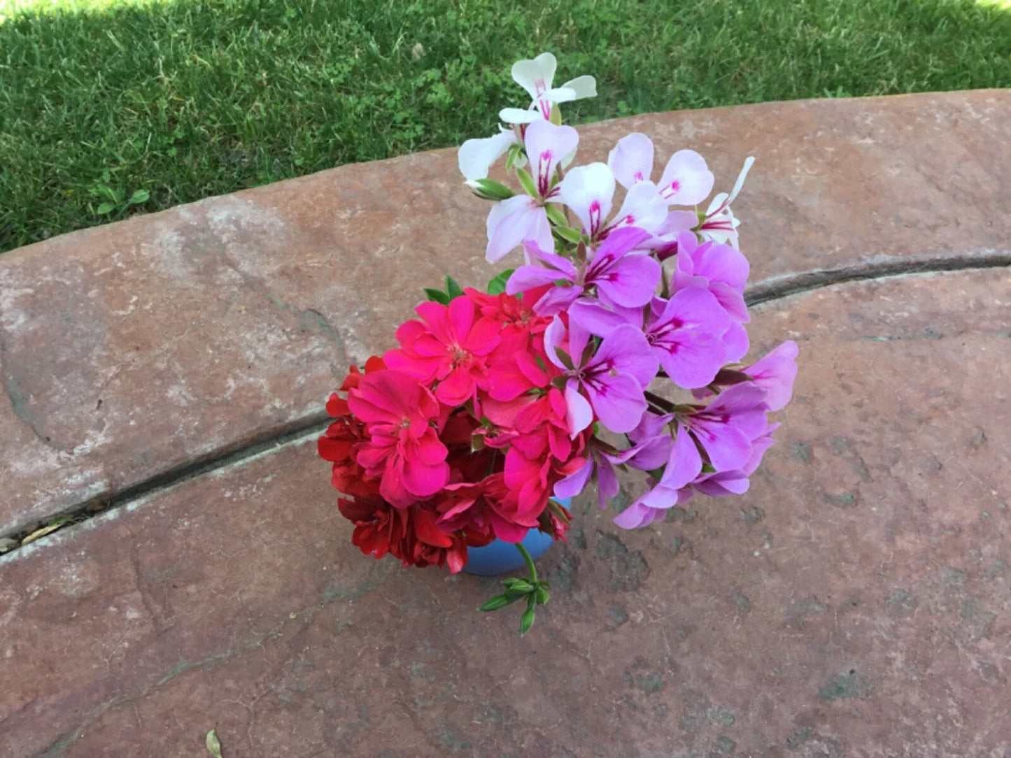 Ivy Geranium Cuttings Mix - 8 Rooting Cuttings in Four Colors - Pelargonium peltatum