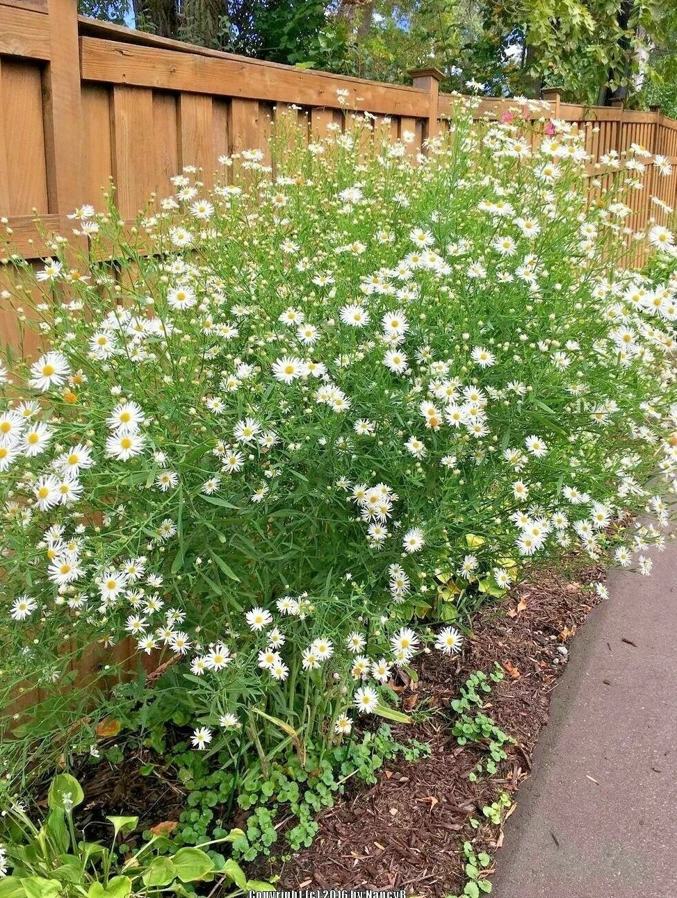 False Aster Seeds - 200 Perennial Native Wildflower for Poor Soils - Perfect for Summer & Fall Gardens (Symphyotrichum spp.)