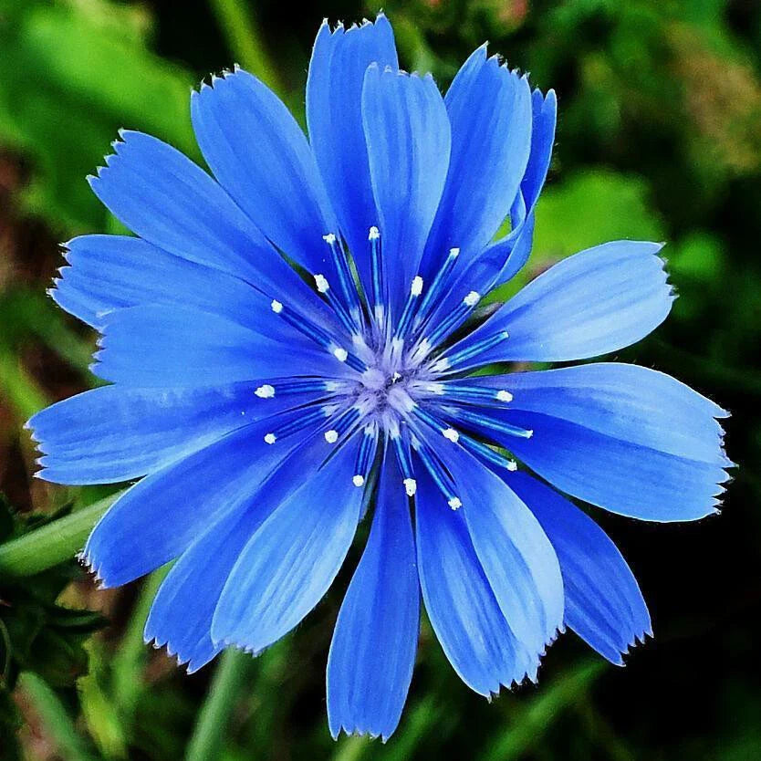 Chicory Seeds | Non-GMO | 300-6,000 Seeds | Cichorium intybus | Garden Planting