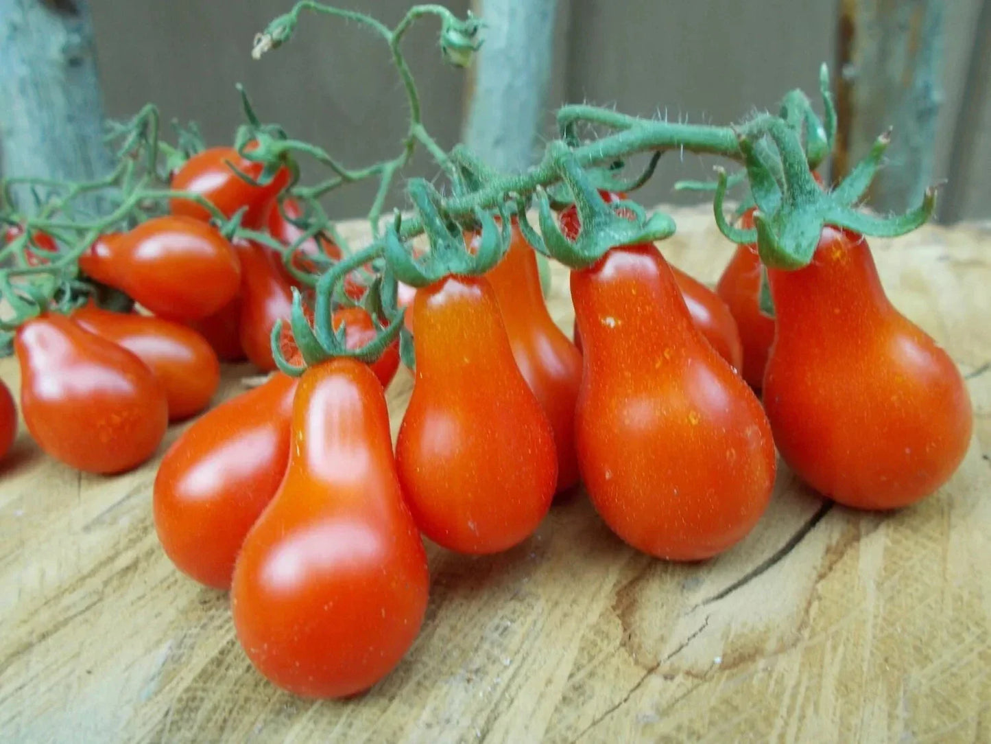 Red Pear Tomato Seeds - 30+ Heirloom Non-GMO Seeds for Planting - Lycopersicon esculentum
