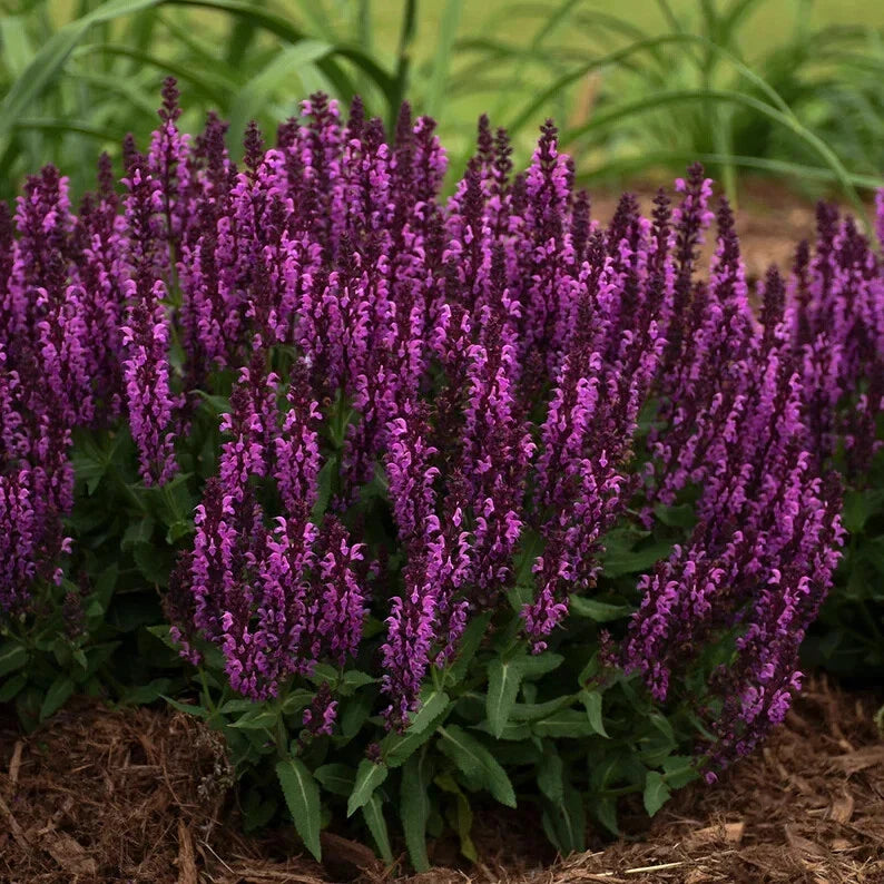 Bumbleberry Salvia Seeds - 50 Perennial Flower Seeds for Butterfly Gardens - Salvia spp.