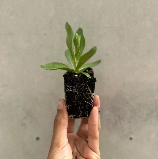 Lisianthus Lilac Shade Live Plant 2β5β Tall - Bareroot Eustoma grandiflorum - Delicate Perennial Flower for Zones 8β10