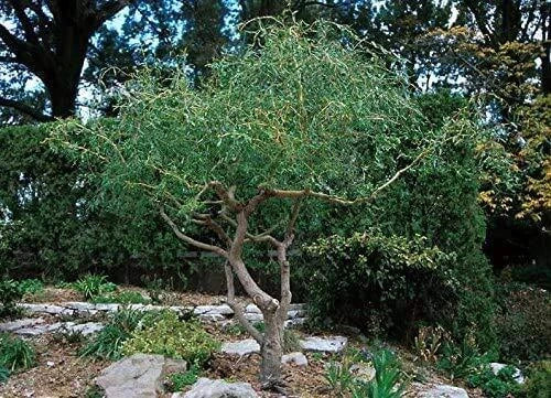 Corkscrew Willow Tree Cuttings - 20 Fast Growing Cuttings for Privacy or Shade - Salix babylonica 'Tortuosa'