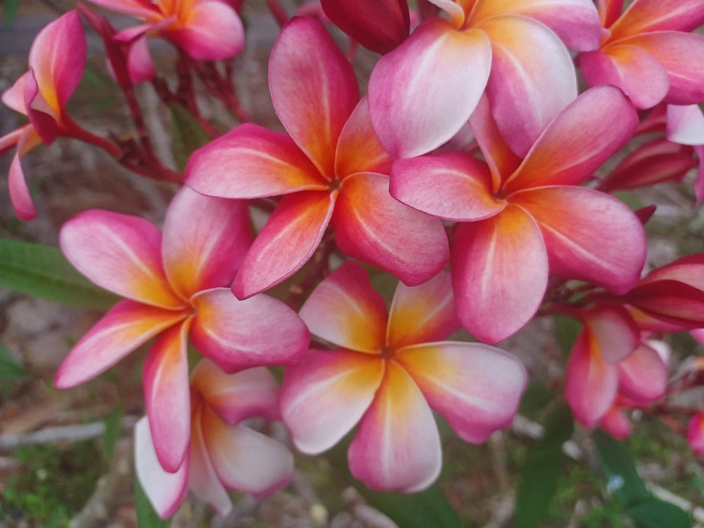 Plumeria Cuttings 8-10" Single Tip, Vibrant Color, Frangipani, Plumeria spp.