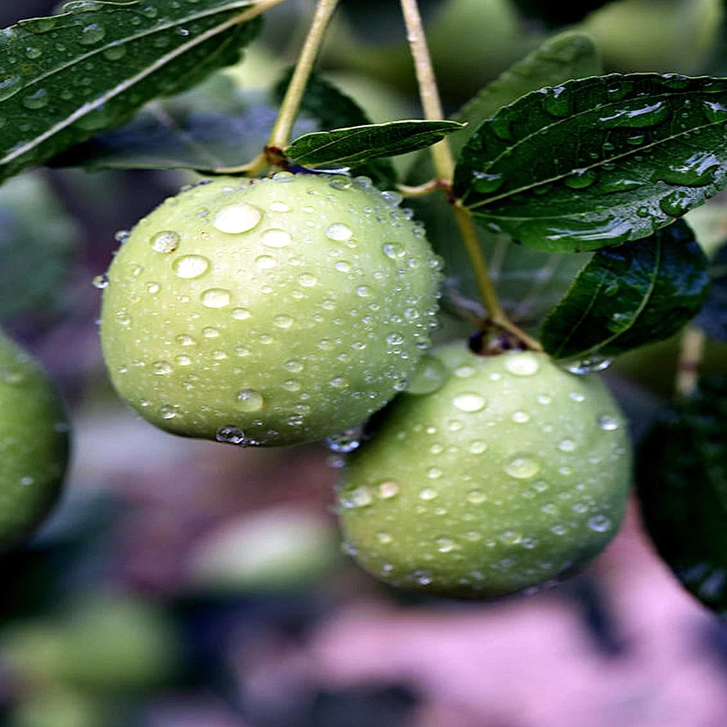 Jojoba Tree Seeds - Rare Simmondsia chinensis - Medicinal Fruit Oil - Goat Nut Plant Seeds