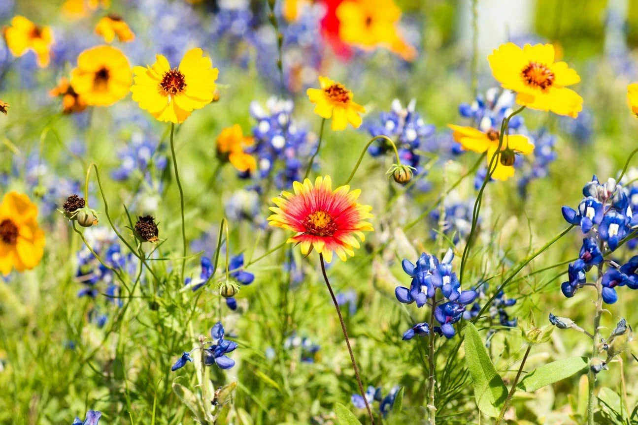 Wildflower Seed Packet - Open-Pollinated Bulk Flower Mix for Beautiful Garden - Non-GMO Wildflower Blend