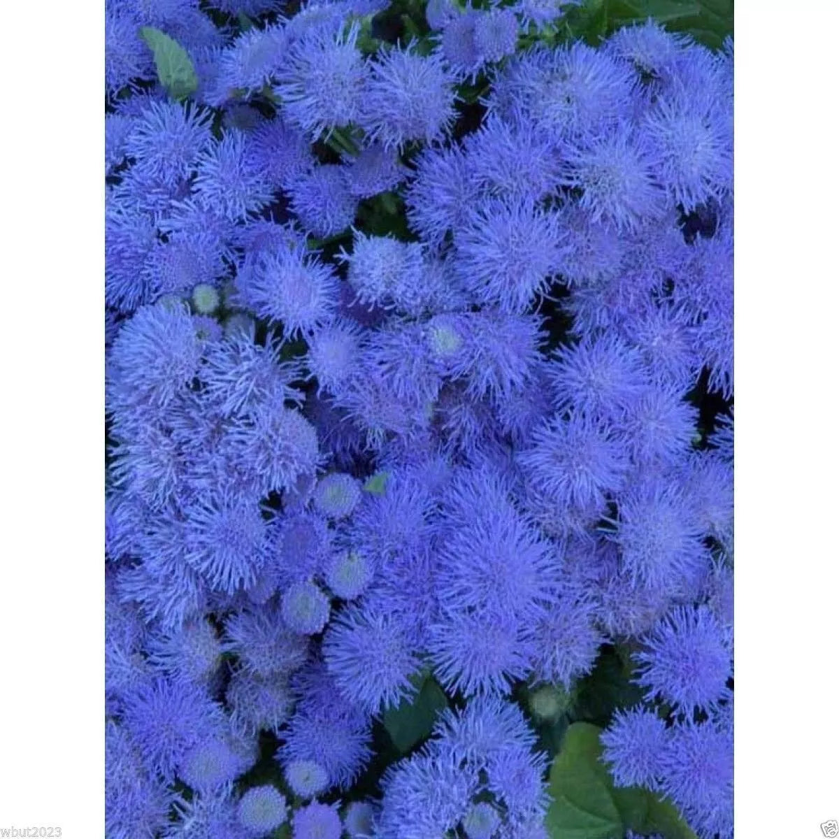 Flossflower Seeds 100 Pack, Blue Mink Ageratum, Garden Ageratum, Ageratum Mexicanum Blueweed