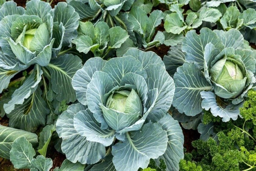 Cabbage Seeds - 400+ Organic Heirloom Non-GMO - All Seasons Variety - Brassica oleracea