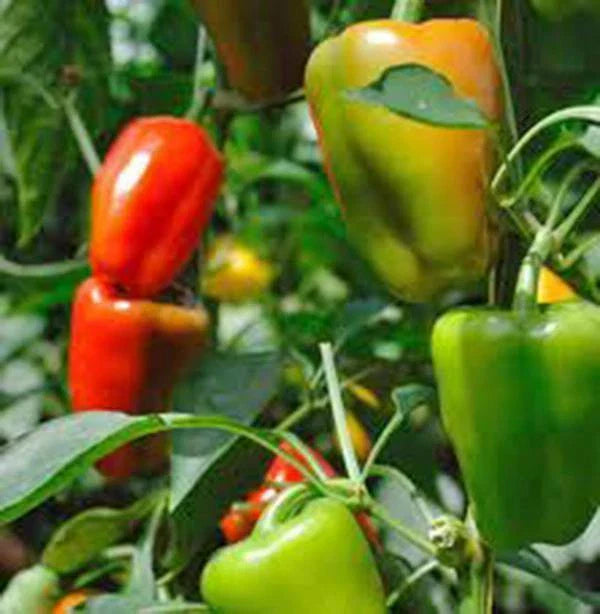 Bell Pepper Seeds, California Wonder, Heirloom Variety, 20+ Seeds, Large Fruit (Capsicum annuum)