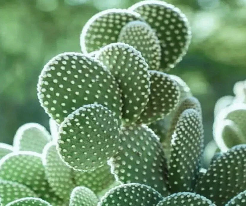 Big White Bunny Ears Cactus Plant - Opuntia microdasys albata - Live Arizona Succulent π΅β