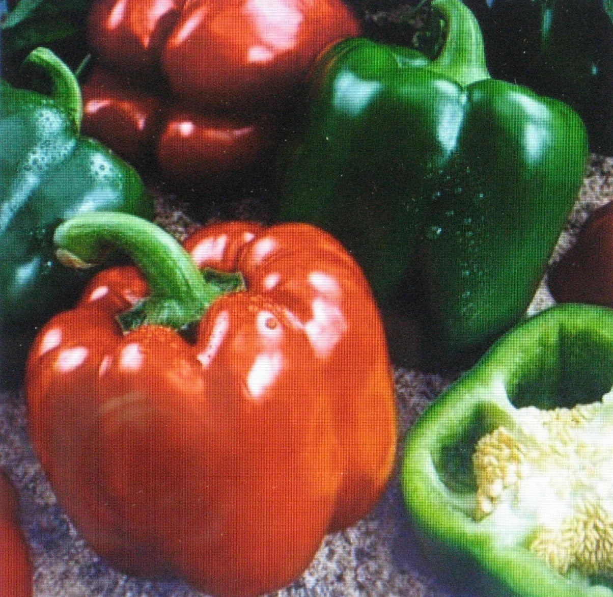 Sweet Giant Pepper Seeds - Keystone Variety - 25 Seeds - Capsicum annuum