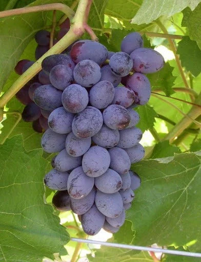Fredonia Grape Plant - Live Rooted Starter - Black/Blue, Zones 5-8, Self-Pollinating, Early Ripening - Vitis labrusca