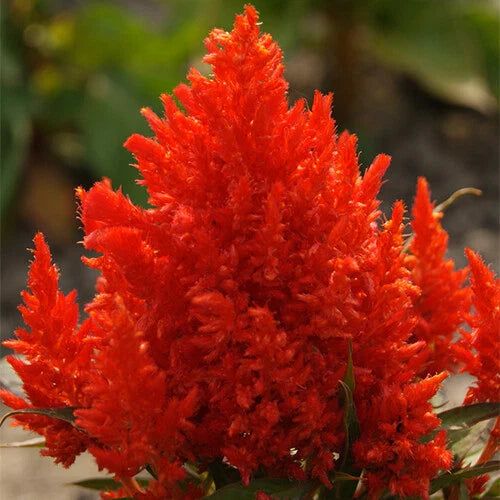 Celosia Seeds | Scarlet Plume | Non-GMO | 20-400 Seeds | Vibrant Flowers | Celosia argentea