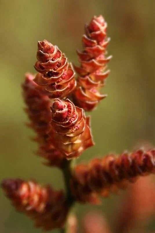 Bog Myrtle Shrub Seeds (15 Seeds) - Myrica Gale - Aromatic, Native Plant for Wetlands, Wildlife Habitat, and Garden Use