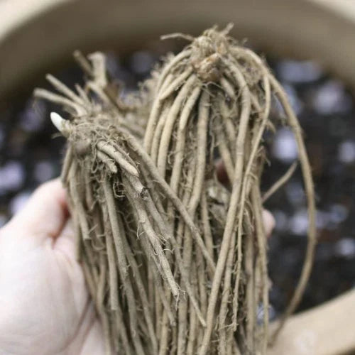 25 Bare Root Green Atlas Asparagus Crowns - 2-Year-Old - Hand Picked Nursery Quality
