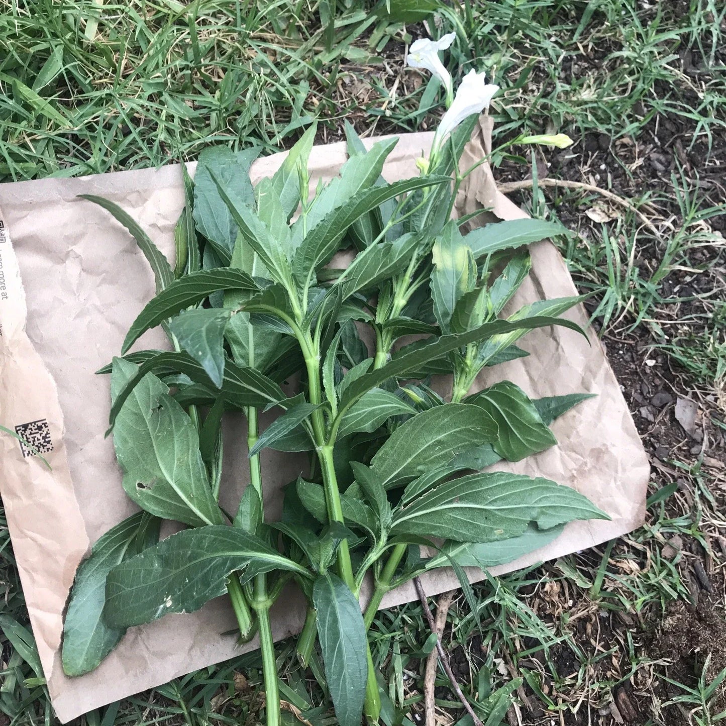 Mexican Petunia Cuttings 6" to 8" White Ruellia Tuberosa Live RARE Unrooted 4 Pack