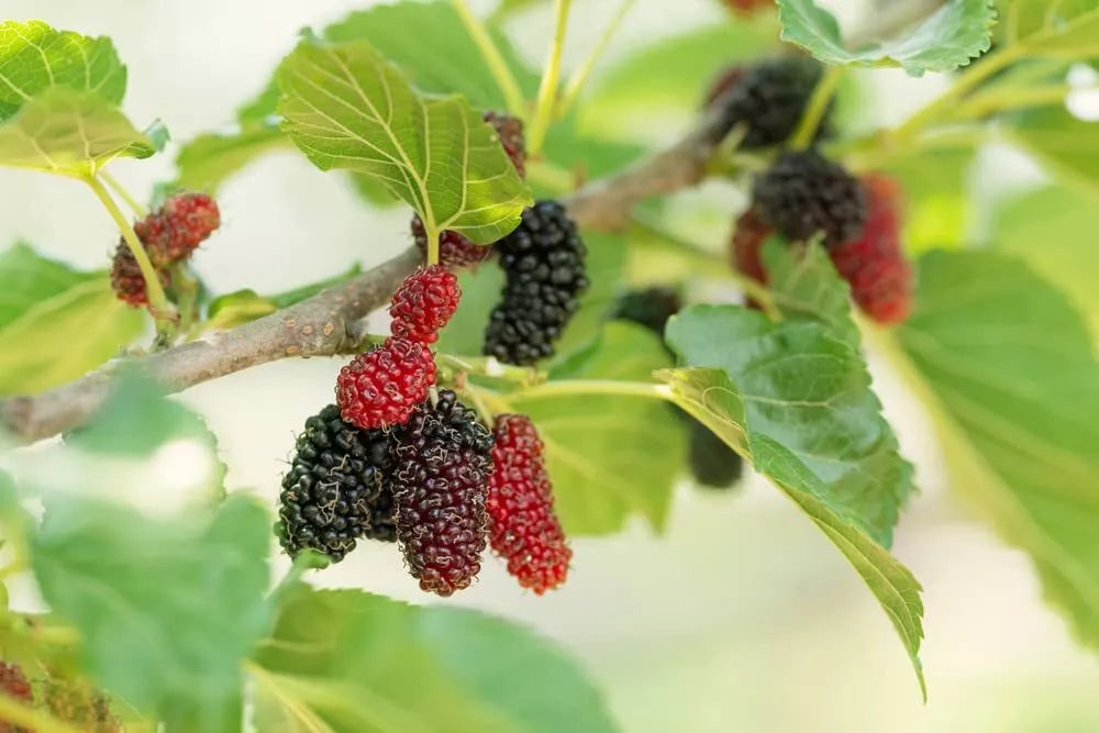 Fruit Seeds for Planting - Assorted Varieties - Organic Heirloom Seeds - (Cucumis sativus, Solanum lycopersicum, Fragaria × ananassa)