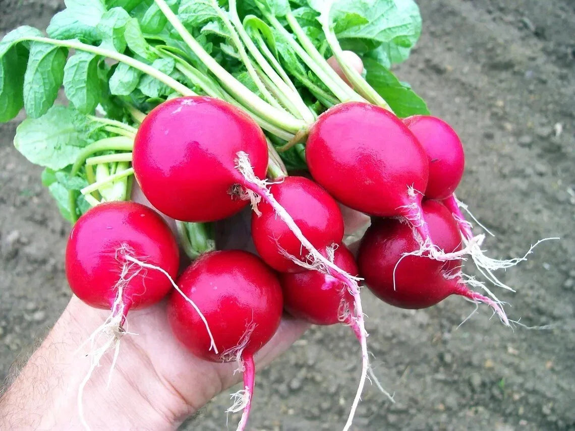 Organic Heirloom Cherry Belle Radish Seeds - 100 Count - Non-GMO - Fresh Gardening Seeds