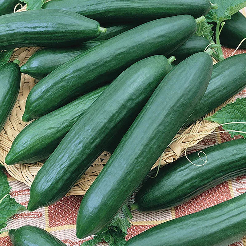Tendergreen Burpless Cucumber Seeds | Heirloom Non-GMO Variety | Cucumis sativus