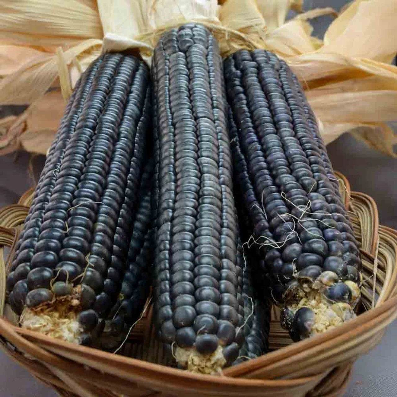 Hopi Blue Corn Seeds - 500+ Heirloom Non-GMO Organic - Rare Variety for Planting - Zea mays everta