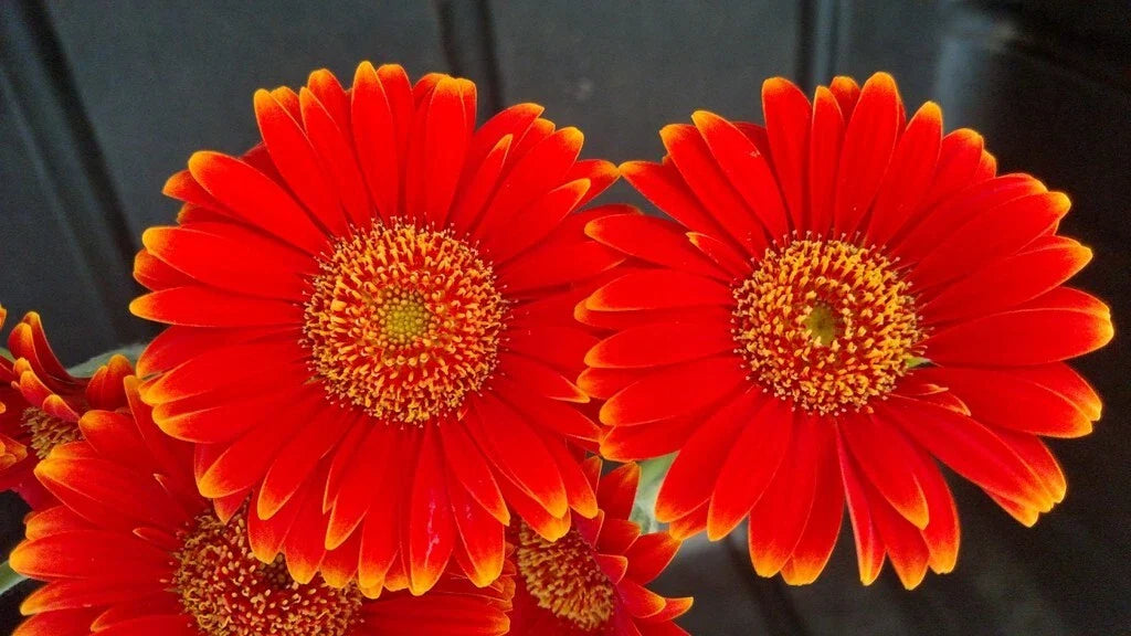Red & Yellow Gerbera Daisy Seeds - 200+ Pack for Garden Planting - Gerbera jamesonii - USA