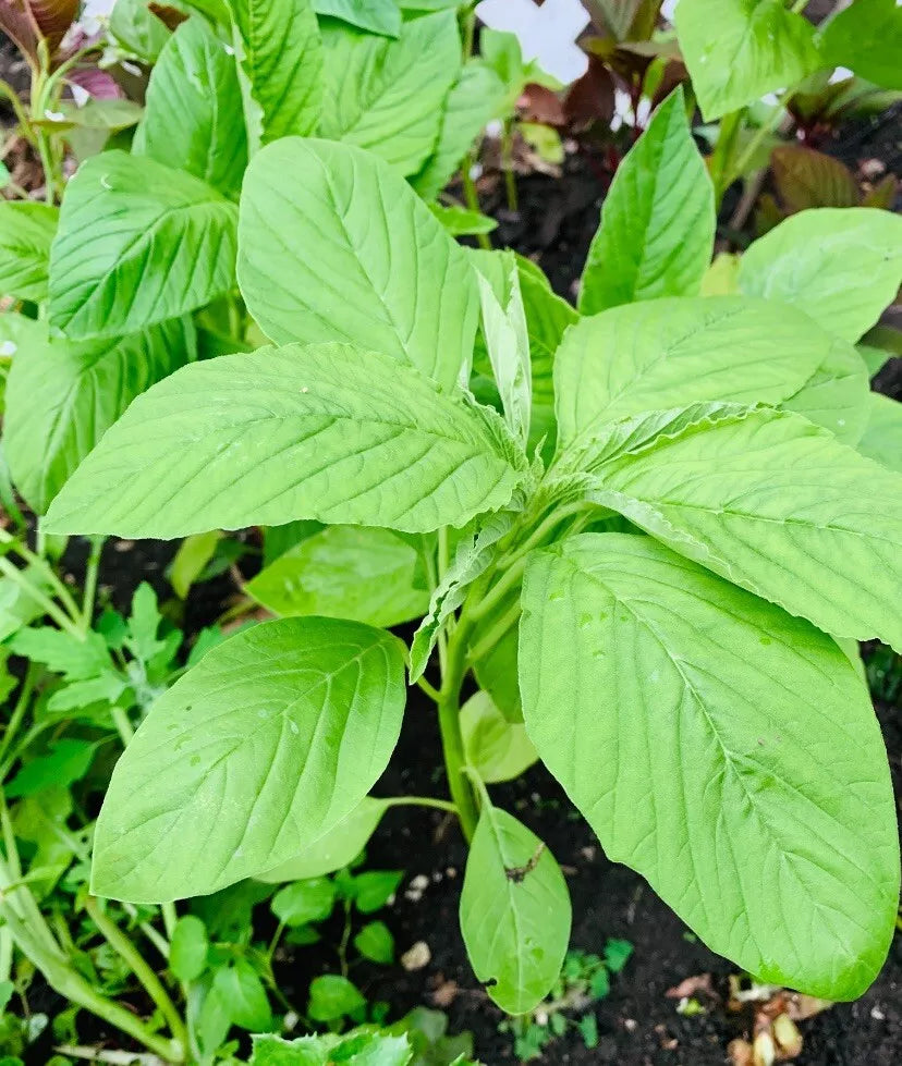 Green Amaranth / White Leaf Amaranth Seeds - 2000+ Count - Chinese Spinach - Edible Vegetable - Amaranthus viridis - USA