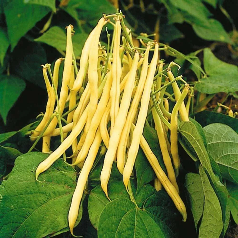 Golden Yellow Wax Bean Seeds | String Green Butter Pod | USA Vegetable Seeds | 2025