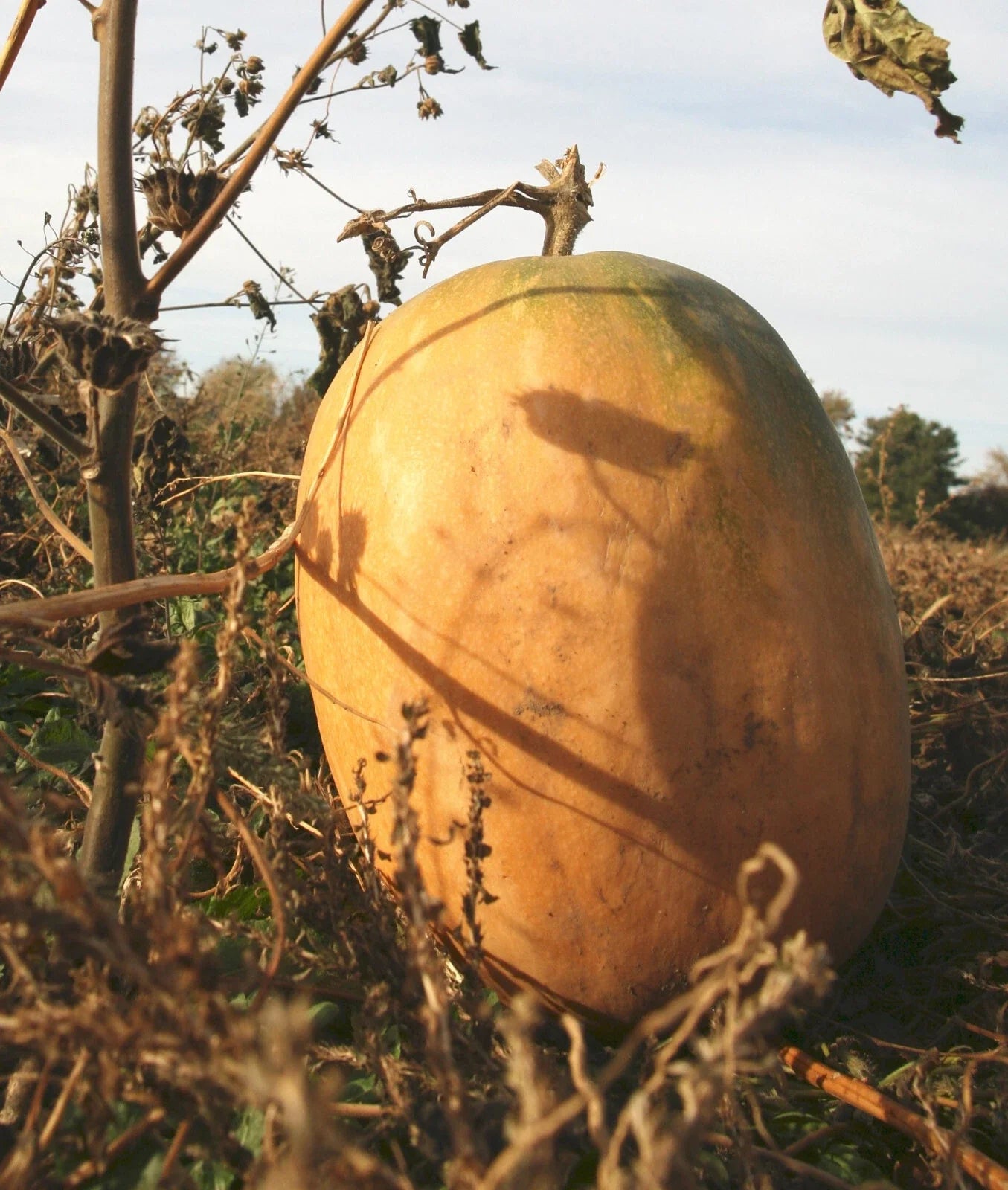 Libby Pumpkin Seeds - 20 Seeds - Brown/Orange Varieties - Cucurbita pepo - Ideal for Pies and Cooking