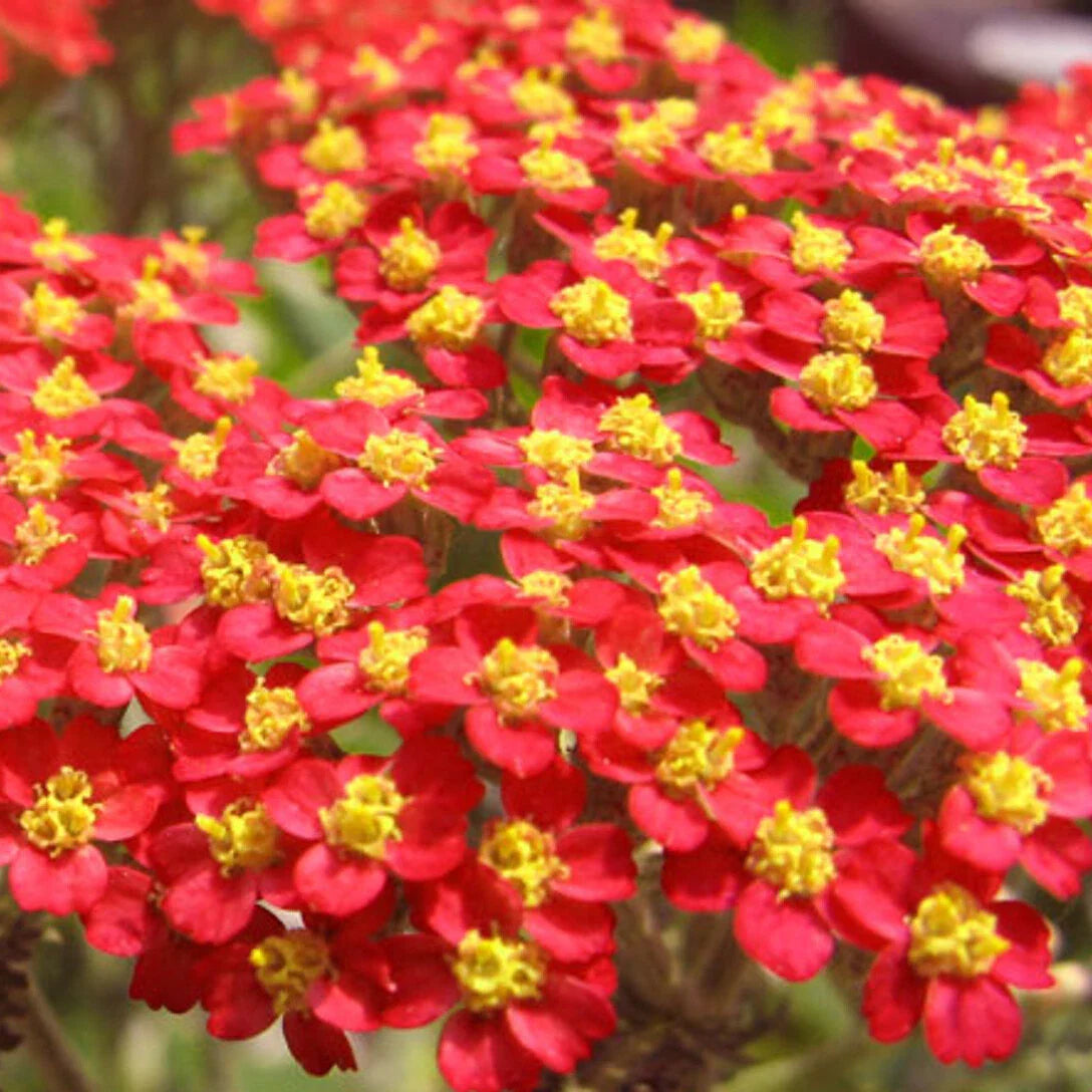 Red Yarrow Seeds | Non-GMO | Herbal Garden Plant | Achillea millefolium