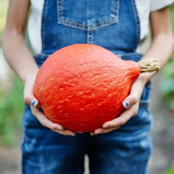 Baby Red Hubbard Squash - 5/8 lbs - Orange Hokkaido Heirloom - Organic - Non-GMO - Ideal for Cooking and Baking