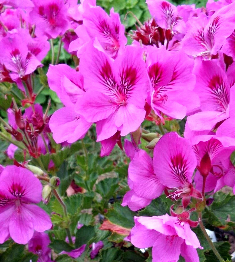 Pelargonium Cuttings 3x 6" Purple Pink Fancy Regal Geranium Live Plant