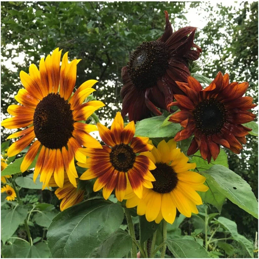 Autumn Beauty Sunflower Seeds - 100+ Non-GMO Organic - Helianthus annuus - Fresh Planting Seeds for Garden