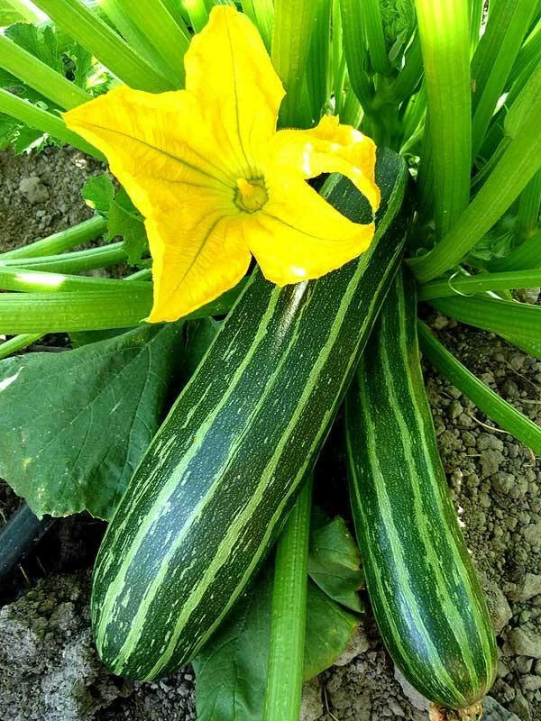 Cocozelle Zucchini Seeds, 1/4 LB, Non-GMO, Summer Squash, Cocozella di Napoli