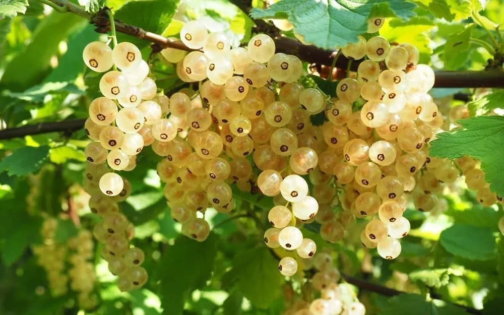 White Currant Berry Plant - Rooted - Blanca Variety - No Ship to California - Ribes rubrum