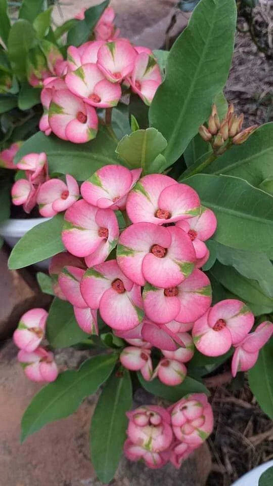 Rainbow Crown of Thorns Cutting 1 Count No Roots Euphorbia milii