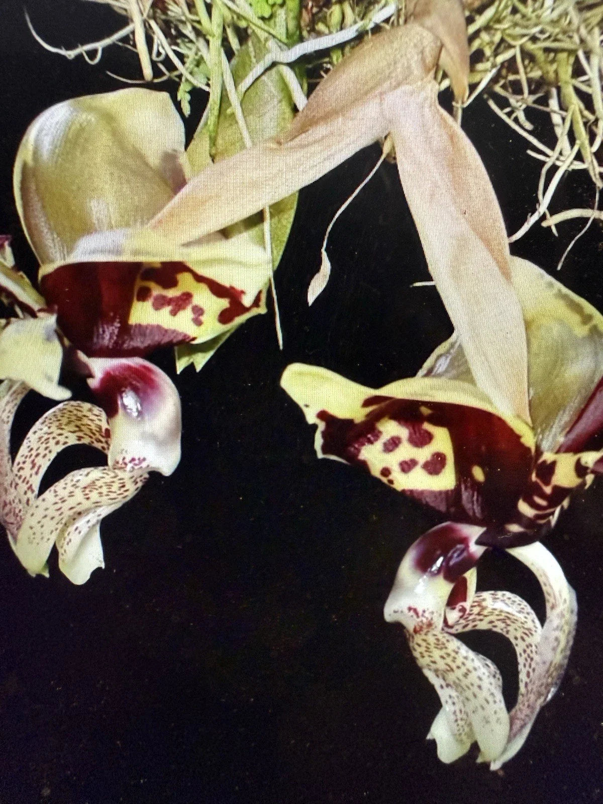Stanhopea Orchid Plant - 2 Rooted Bulbs - Ocalata Variety - Bare Root, Not Perfect Condition