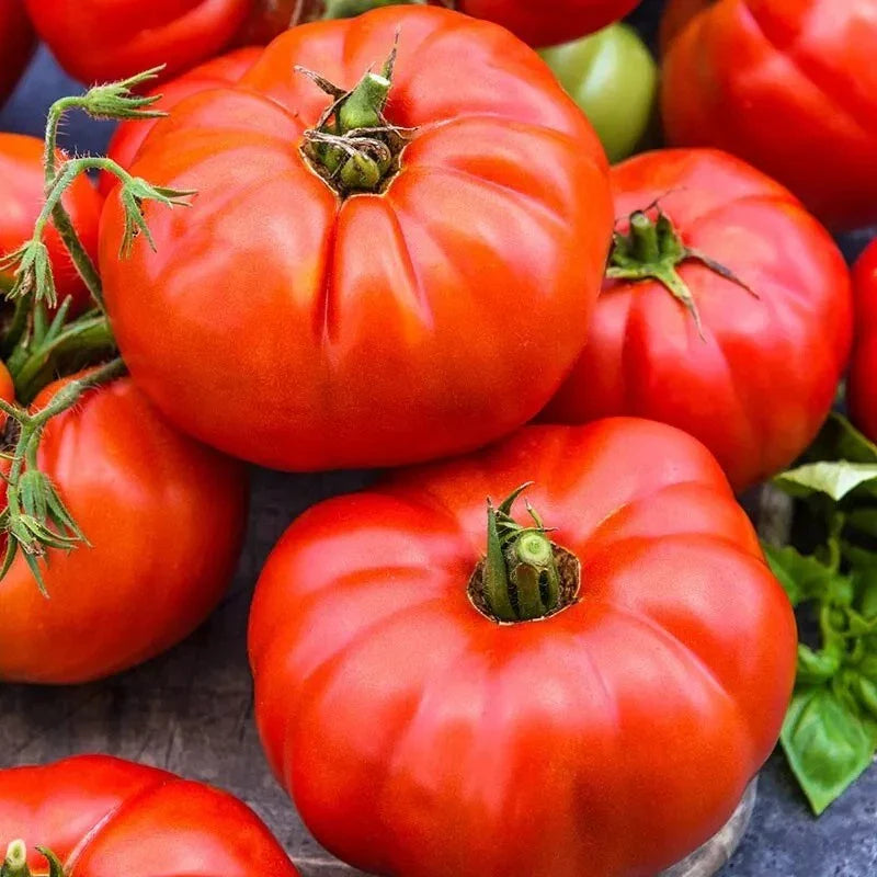 Jersey Tomato Seeds - 30+ Organic Beefsteak NON-GMO - Fresh Plant Seeds - Heirloom Variety