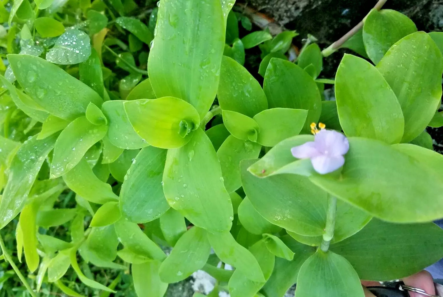 Setcreasea Tradescantia Brevifolia Green Queen - Flowering Wandering Jew Plant - Indoor Houseplant - Low Maintenance