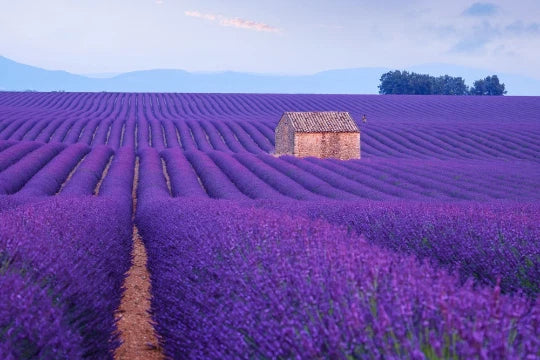 500 Lavender Seeds for Planting - English Lavender Flower Herbs - Lavandula angustifolia