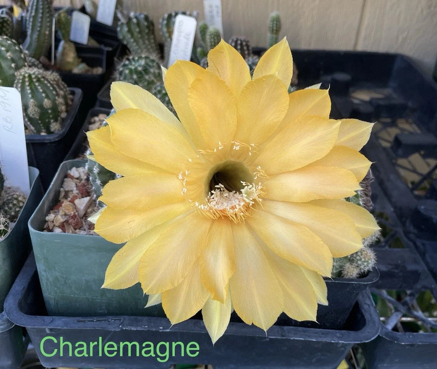Echinopsis Schick Hybrids Cactus Plant - Rooted Succulent Variety - Charlemagne